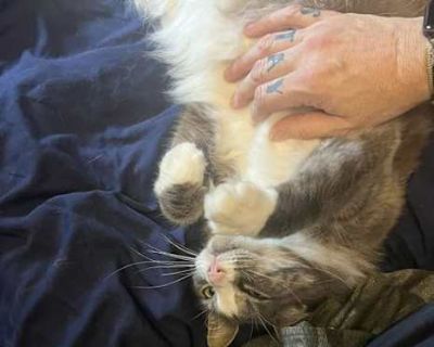 Want to meet? [ Fill out the Application ] , then email it to the contact in this bio.. Good with kids Not good with dogs Not good with cats Purebred Spayed / Neutered Housetrained. Breed Domestic Mediumhair Color Gray, Blue or Silver Tabby Age Adult Sex Female Pet ID 22001077 Hair Length medium