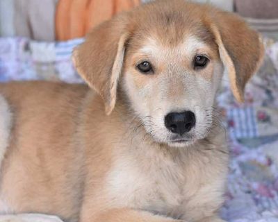 Dakota - Labrador Retriever Mix Male Puppy for Adoption