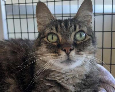 Adult. Brown tabby. Hair: medium. Video Available! Nice to meet you, I'm Doris ! I am a 12 year old, domestic medium haired, brown tabby, spayed female cat who is large sized. I'm a shy yet gentle cat who can be cautious when meeting new people. When I find my furever home, I'd love a space where I can settle and decompress! I'm soft and sweet so I'm searching for a companion who can help me co...