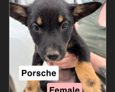 Porsche - Border Collie / Australian Cattle Dog Female Puppy