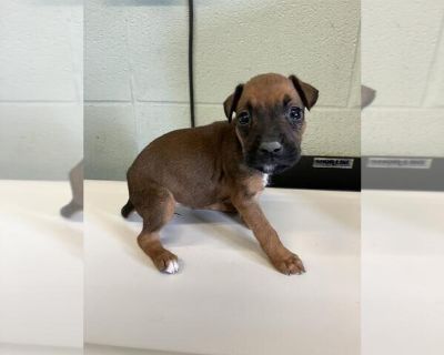 STEPHIE - Rat Terrier Mix Female Puppy for Adoption