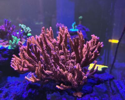 Free Frags Of ACI Manila Spy Local Pickup Only