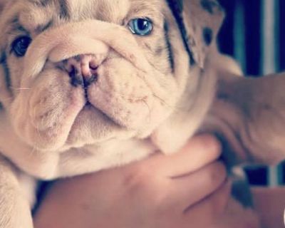 Full AKC ENGLISH Bulldog Pups, shots and certificate of health included.