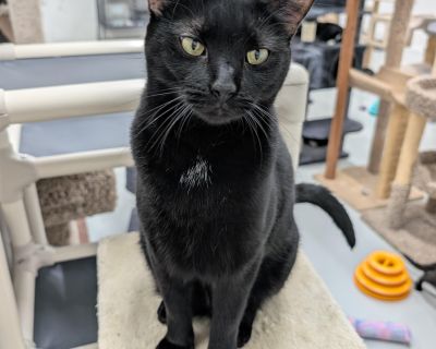 Bella is a beautiful laid-back black cat with an enchanting mystery about her. Bella has blossomed into a loving and affectionate feline companion who is now an expert on the cat wheel. Bella thrives in a tranquil and calm environment, making her an excellent match for a quiet household. She appreciates the serenity of a peaceful home where she can unwind, snuggle, and share her gentle nature w...