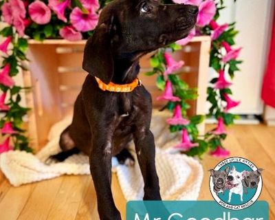 Mr GoodBar - Great Dane & Labrador Retriever Mix Male Puppy for Adoption