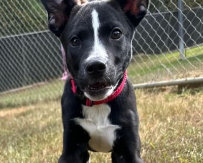 Polly - Labrador Retriever Female Puppy for Adoption