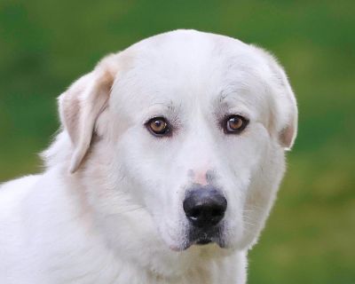 Cooper - Great Pyrenees Mix Male Dog for Adoption