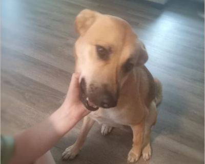 She is was found roaming by the river getting beaten on by humans that lived around. She's very loving and calm until she sees something go by the window and then she will let you she sees something. She really needs a yard to roam in. She loves kids she's been around kids 2-12, adults, and other dogs. She did just have two puppies and I have them as well.