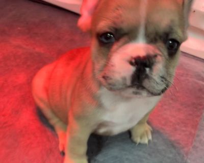 4 Male and 2 Female French Bulldog Puppies for Sale