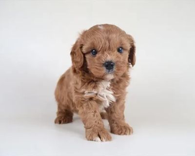 Mike - Male Cavapoo Puppy for Sale