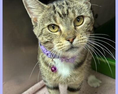 HONORA - Domestic Short Hair Female Cat for Adoption