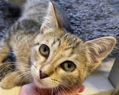 Alice - Domestic Short Hair Female Cat for Adoption