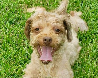 Pepi - Poodle & Terrier Mix Male Dog for Adoption