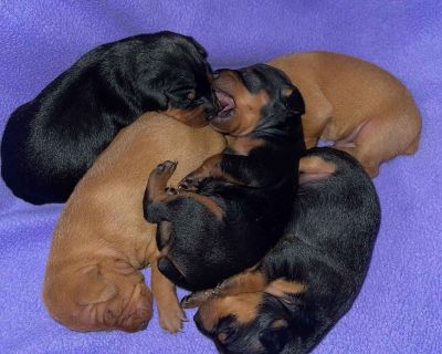 2 Male and 1 Female Miniature Pinscher Puppies for Sale