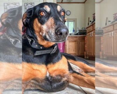 Coco - Female Doberman Pinscher Adult Dog for Adoption