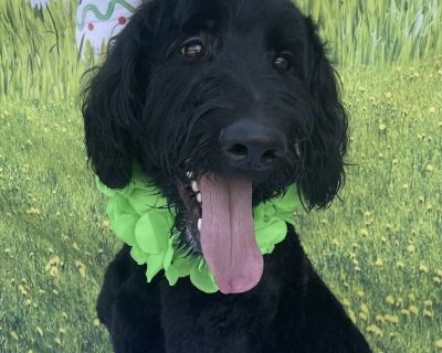 ZAYDEN - Standard Poodle & Golden Retriever Mix Male Dog for Adoption