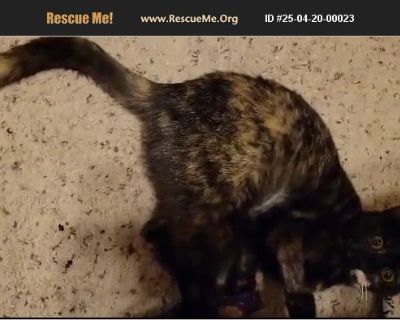 Piper - Female Kitten American Shorthair for Adoption