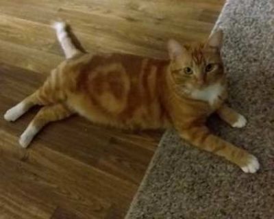 Kitty - Tabby Female Cat for Adoption