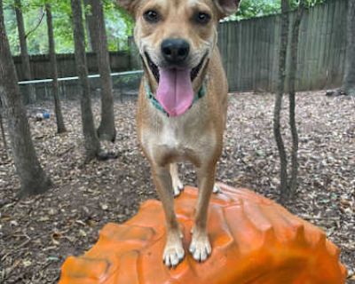 Susie - American Pit Bull Terrier/Boxer Mix Female Dog for Adoption