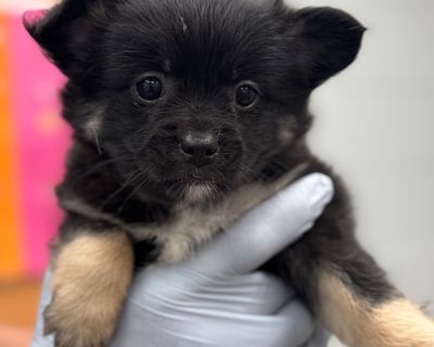 Available at the Animal Rescue League of Berks County, Birdsboro Pa 19508, KL#1257. Health Vaccinations up to date, spayed / neutered.. Puppy Female Small Black , Yellow / Tan / Blond / Fawn