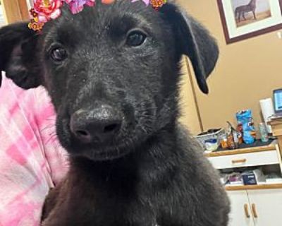 Stirling - Labrador Retriever Female Puppy for Adoption