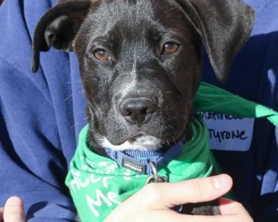 Tyrone - Labrador Retriever Male Puppy for Adoption