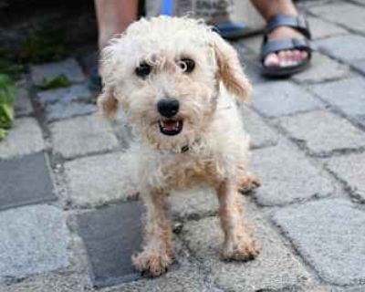 Stella & Fly - Poodle (Miniature) Female Dog for Adoption