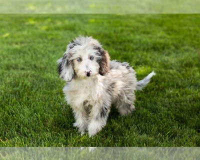 Heidi - Miniature Bernedoodle-Poodle (Miniature) Mix Female Puppy for Sale