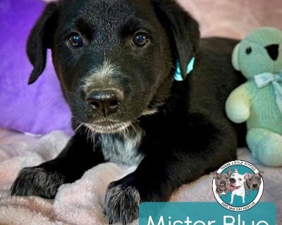Mister Blue Color - Black Labrador Retriever & German Shepherd Dog Mix Male Puppy for Adoption