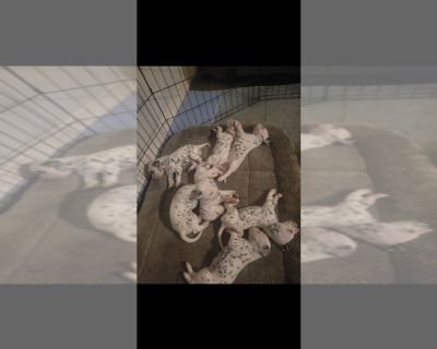 Litter of 8 - Dalmatian Male Puppy for Sale