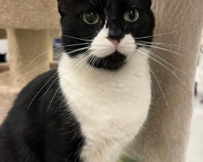 Meet Bumblebee: The Sweet Tuxedo with a gentle heart Looking for a cat with both charm and a little mystery? Say hello to Bumblebee, a dapper tuxedo cat with the cutest mustache marking you ll ever see. Beneath his handsome exterior lies a heart full of love, waiting for the right person to unlock it. Bumblebee is incredibly sweet and adores belly rubs once he knows he s safe with you. His jour...