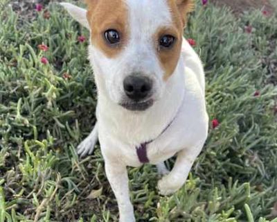 RONNY - Jack Russell Terrier Male Dog for Adoption