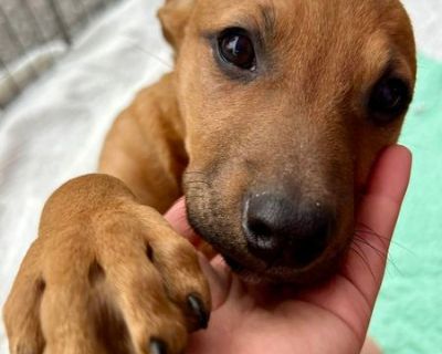 Clover - Rottweiler Mix Female Puppy for Adoption