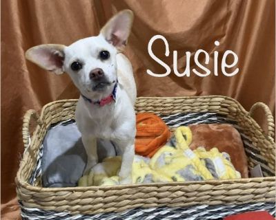 Susie * OK - Female Puppy Chihuahua / Rat Terrier for Adoption