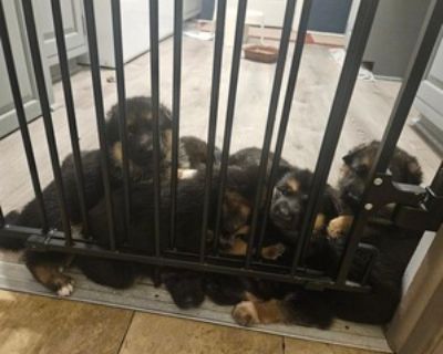 German Shepherd Dog Puppies for Sale (8 Puppies Left)