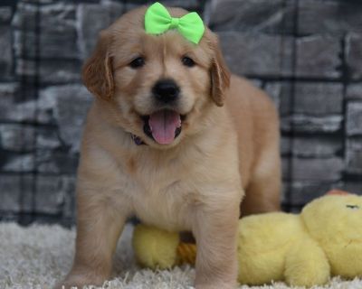 6 Male and 3 Female Golden Retriever Puppies for Sale