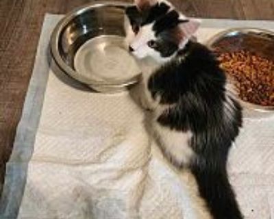 Oliver - Domestic Longhair Male Cat for Adoption