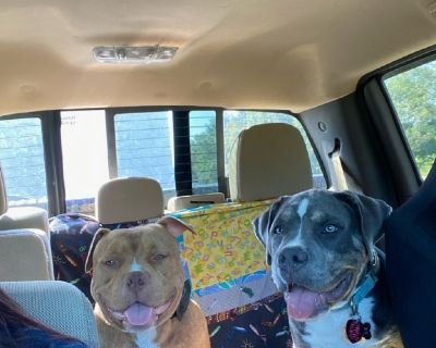 Missing Fur Babies