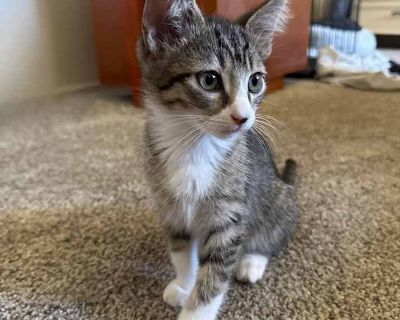 Dish Rag - Domestic Shorthair Male Kitten for Adoption