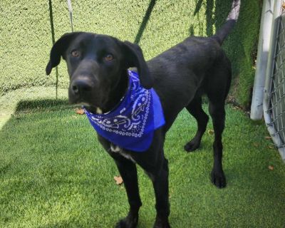 Meet Marlin! He s a German Shepherd mix, is around 10 months Old and weighs about 60lbs. He s a gentle, medium-energy boy with a heart full of love and a soul as soft as his fur. If you re looking for a loyal, affectionate companion who will be your shadow, your snuggle buddy, and your biggest fan, Marlin might just be the perfect match. Marlin has an easy-going personality but can be unsure of...