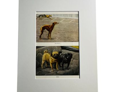 1919 Pug Dogs Whippet Print