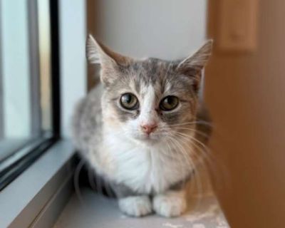 Victoria - Domestic Shorthair Female Cat for Adoption