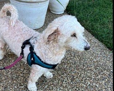 Diesel AKA Buddy - Poodle (Miniature) Male Dog for Adoption