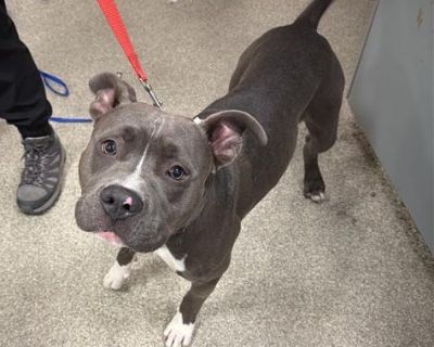 Health Vaccinations up to date.. Adult Male Medium Gray / Blue / Silver