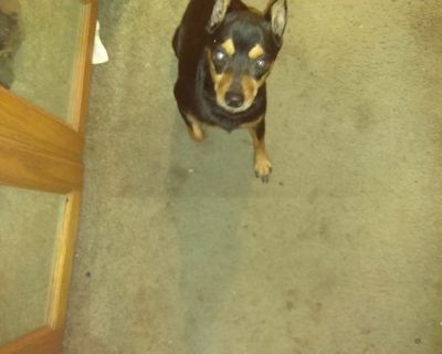 LOST:  Black and tan miniature Doberman pinscher