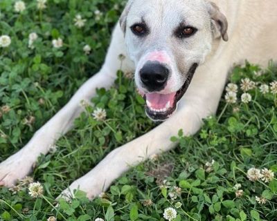 Pie - Great Dane Mix Male Dog for Adoption