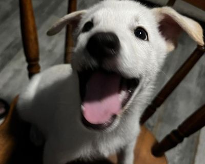 Freya TE - White German Shepherd & Labrador Retriever Mix Female Puppy for Adoption