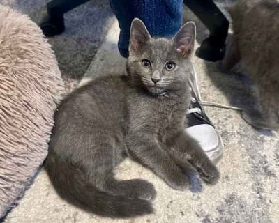 Sally is a gorgeous gray girl with a gentle spirit and a curious mind. She loves exploring her world batting at toys, investigating new corners, and finding little treasures to play with. When she s comfortable, she melts under gentle pets and shares her soft, steady purr to show how much she enjoys your company. Sally thrives with the support of a confident feline friend. She adores children, ...