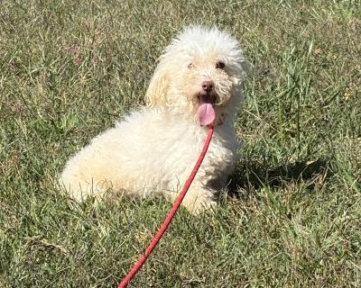 ? Adoption Spotlight: Alfredo ? Meet Alfredo, a 2-year-old Miniature Poodle weighing in at just 9 lbs small in size but big in personality! With his soft white coat and curious eyes, Alfredo is as charming as he is unique. Alfredo came to us from a backyard breeding situation, so much of the world is still new to him. Because he wasn t socialized as a puppy, he can be shy and jumpy at first. Bu...
