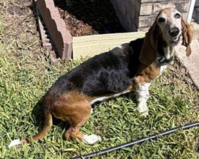 Adult * Location Deepwater, NJ, 08340 USA USA *. Dog Breed: Basset Hound. 8 years old. Thank you for your interest in adopting a rescued Basset Hound! We ask all potential adopters to complete our application and approval process first so we can discuss the dogs that fit your home. We usually have 25 - 35 dogs available and the ages range from less than year old to ten plus years old. Once we r...
